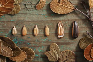 吃貨的“硬核”選擇 當農產品遇上加拿大OSB板